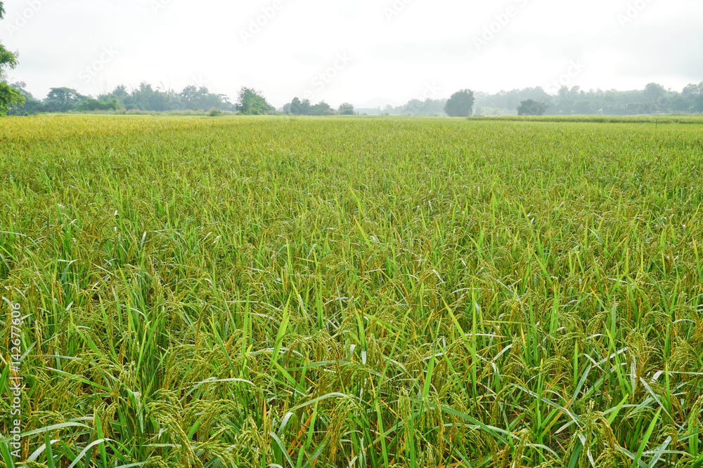 Rice field is nature and soft focus