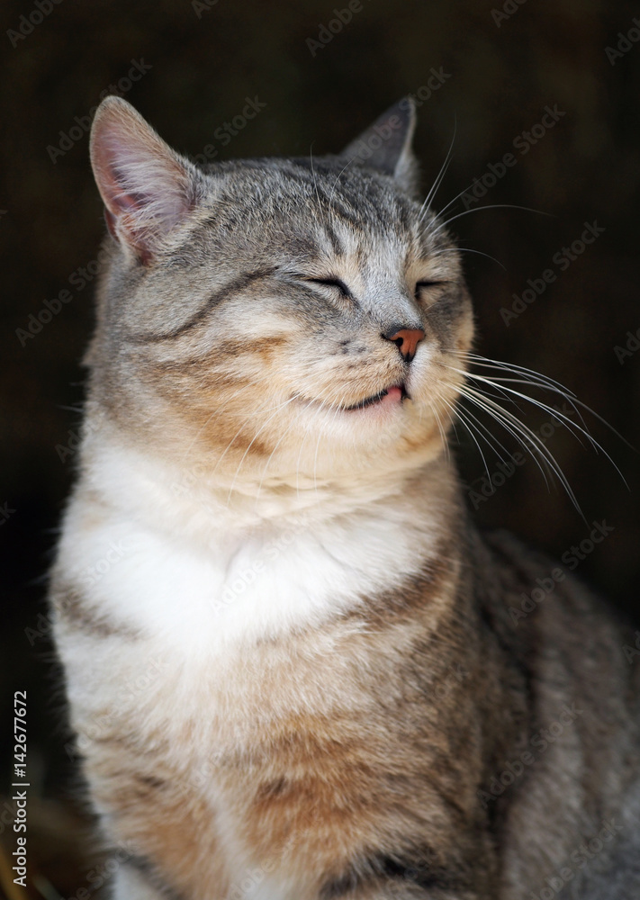 The well-groomed tabby cat blinks from pleasure