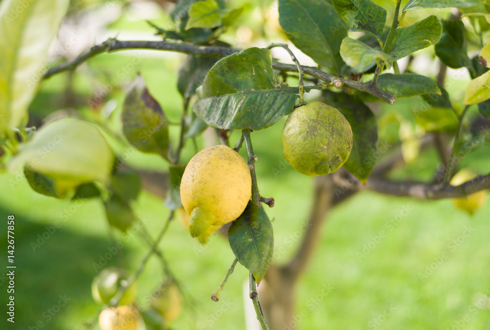 Lemon on lemon tree Lemon on lemon tree