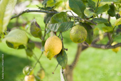 Lemon on lemon tree