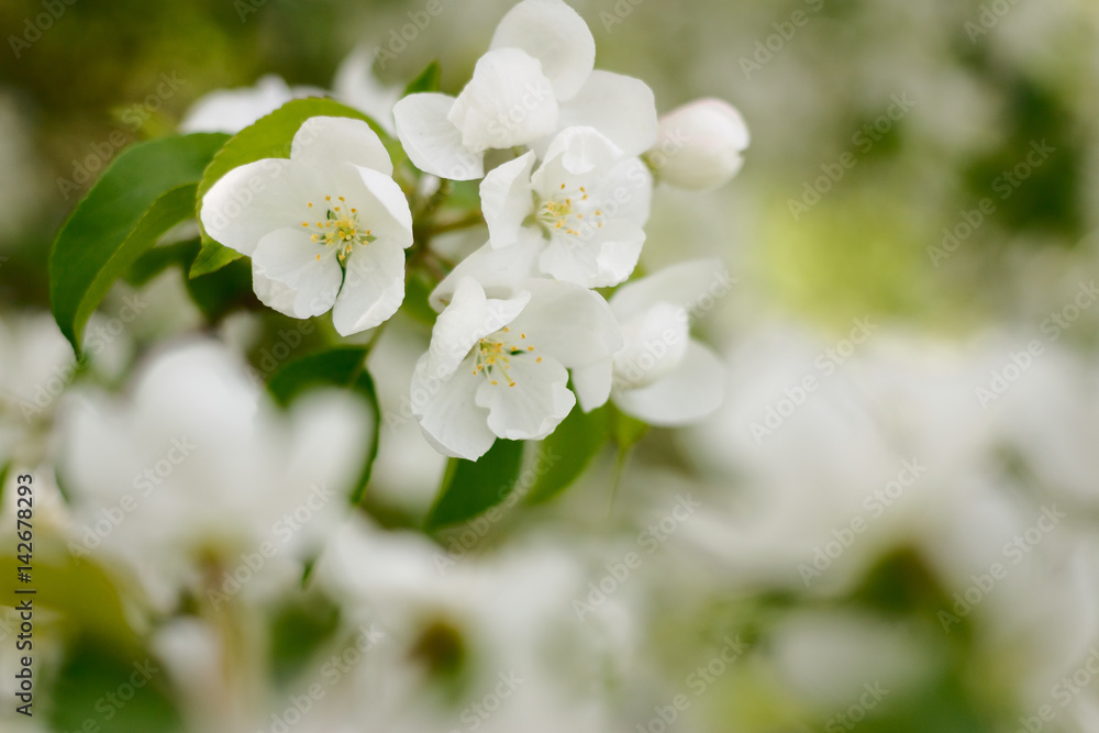 flowers apples flowers apples