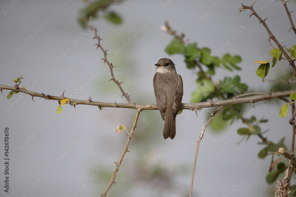 Swamp flycatcher, Muscicapa aquatica