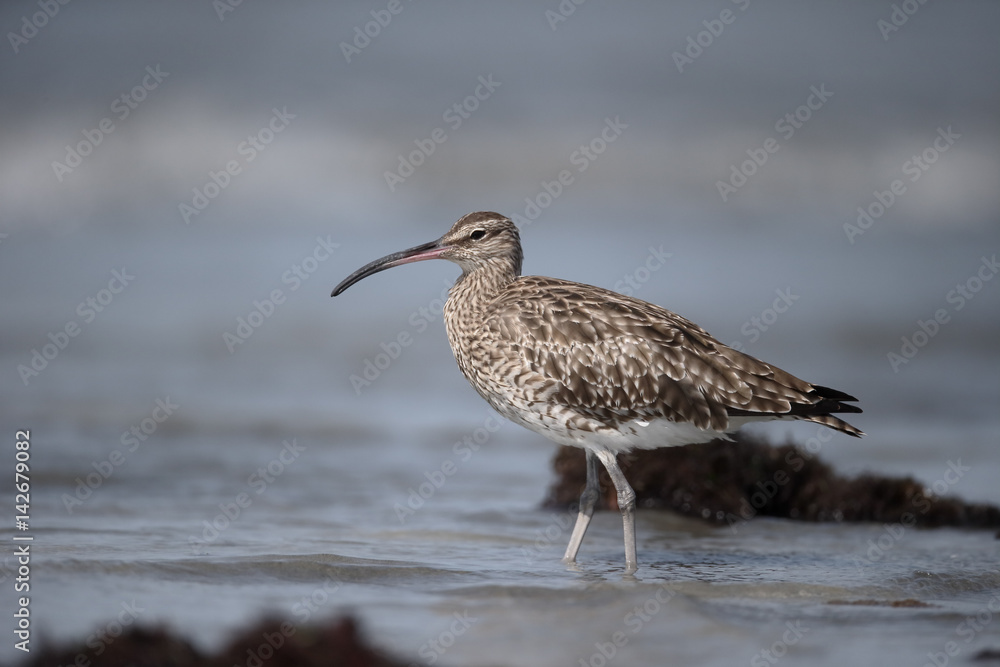 Whimbrel, Numenius phaeopus Whimbrel, Numenius phaeopus