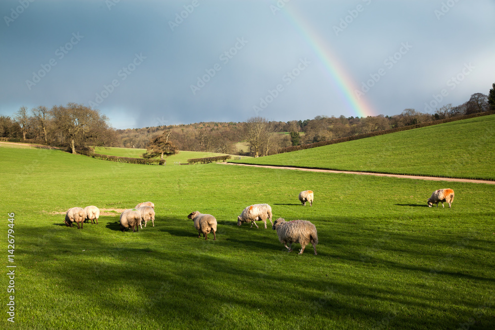 Obraz premium sheep grazing on green meadw with rainbow on sky after spring rain