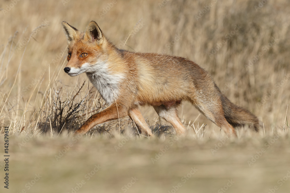 Fototapeta premium Red Fox in nature on a sunny day. 