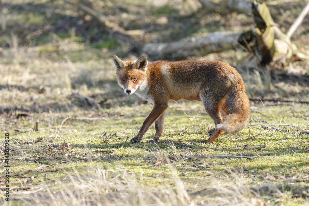 Red Fox in nature on a sunny day.
