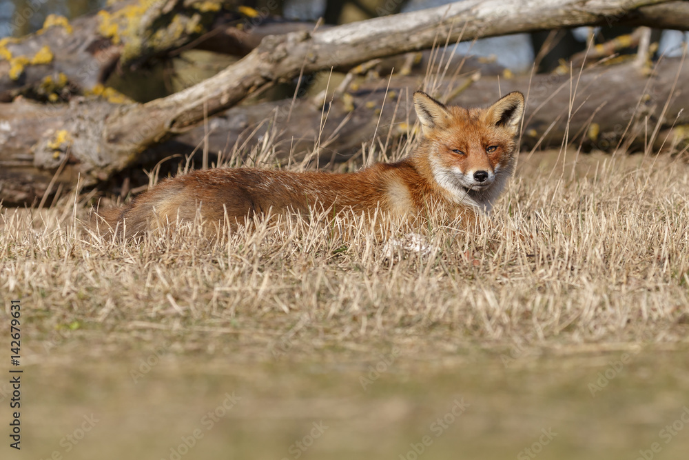 Red Fox in nature on a sunny day.
