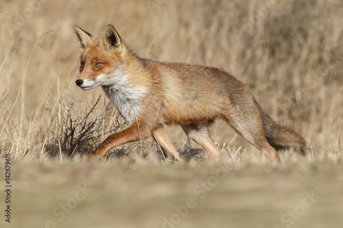 Red Fox in nature on a sunny day. 