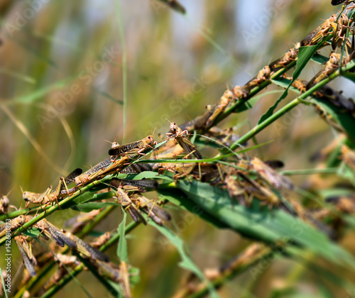 Locusts in the Volga delta in July, Astrakhan, Russia. © as_trofey