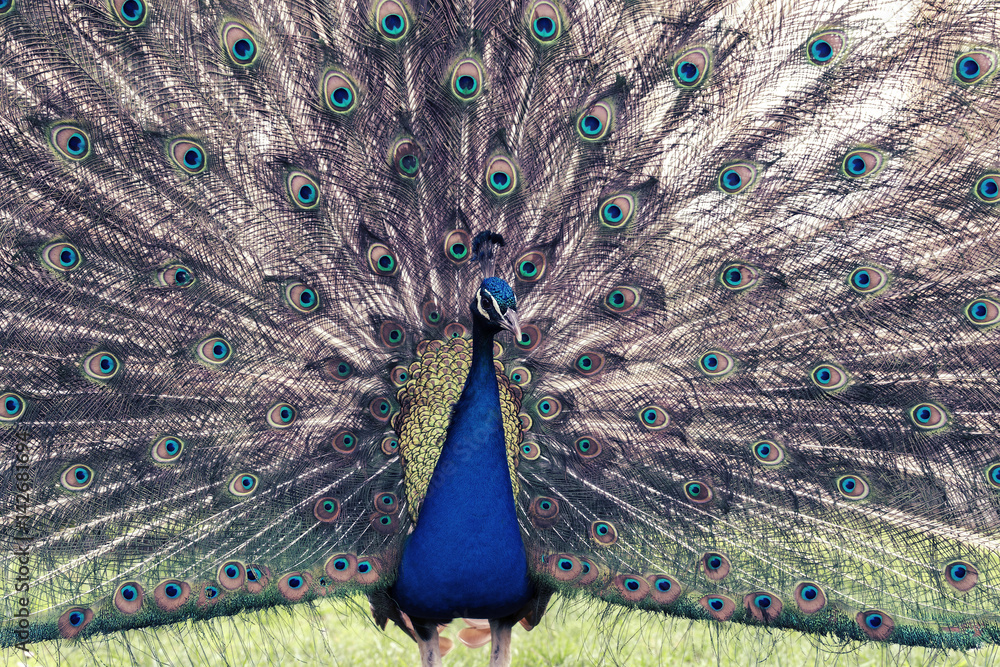 Obraz premium blue peacock showing colorful feathers