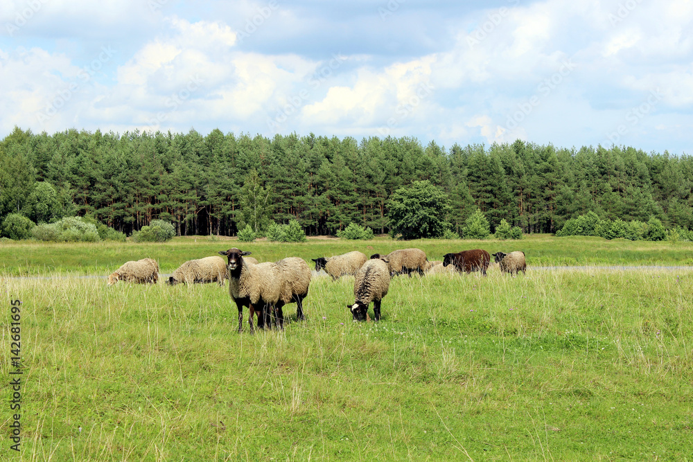 Sheeps in the meadow near the lake. Flock of sheep eating the grass on the wild field near the water. Sheeps in nature.