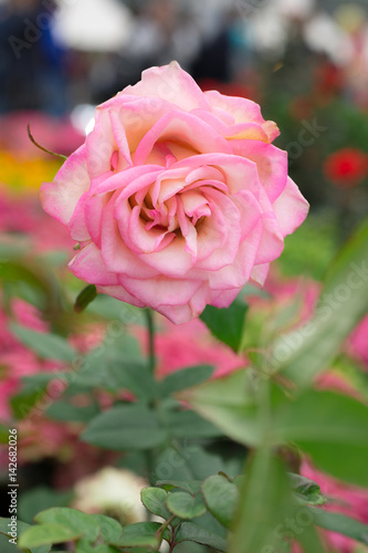 Pink roses_2