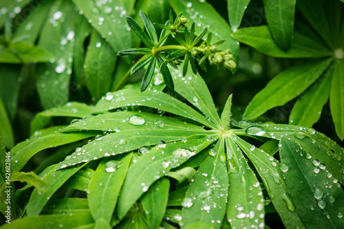 Closeup of fresh vivid green lupine leaves with large water drops after rain or dew, abstract background for flora or garden themes