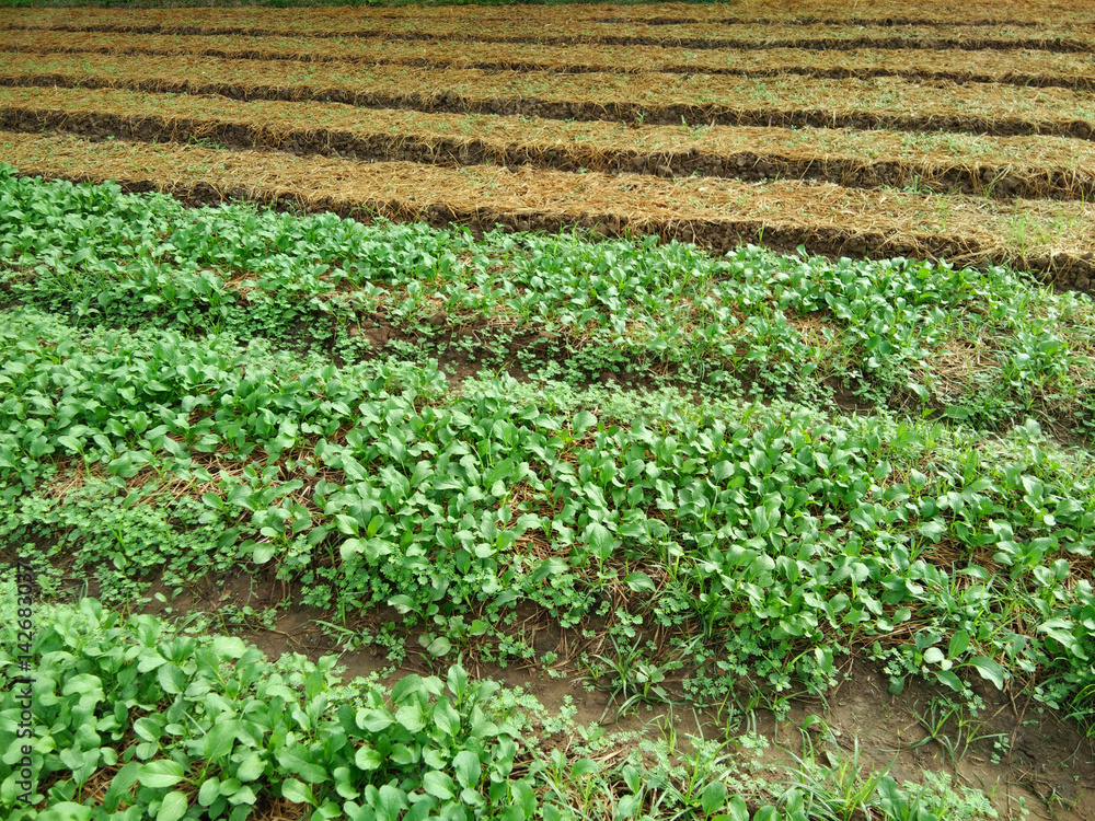 Vegetable garden Vegetable garden