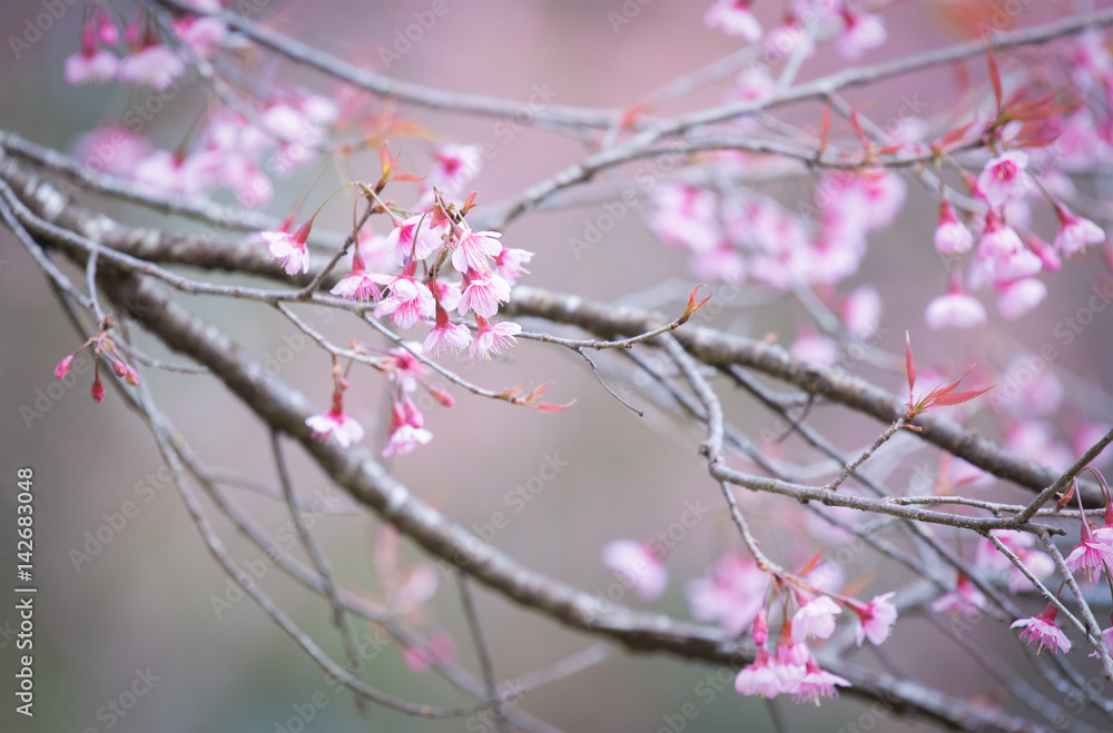 Sakura Flower or Cherry Blossom With Beautiful Nature Background. Sakura Flower or Cherry Blossom With Beautiful Nature Background.