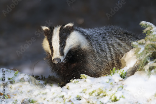 Badger 029