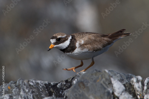 Ringed Plover