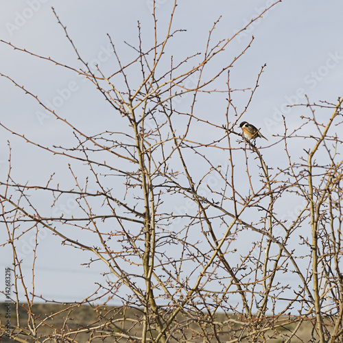 Common stonechat (Saxicola torquatus) perched on a branch