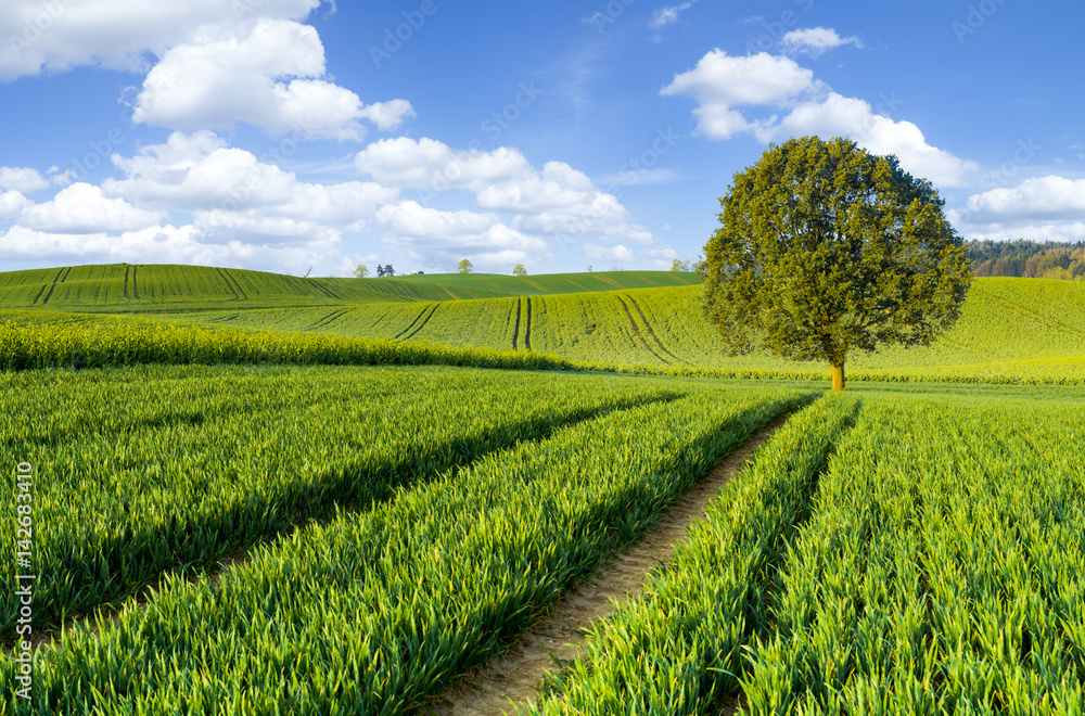Green tree on a spring field Green tree on a spring field