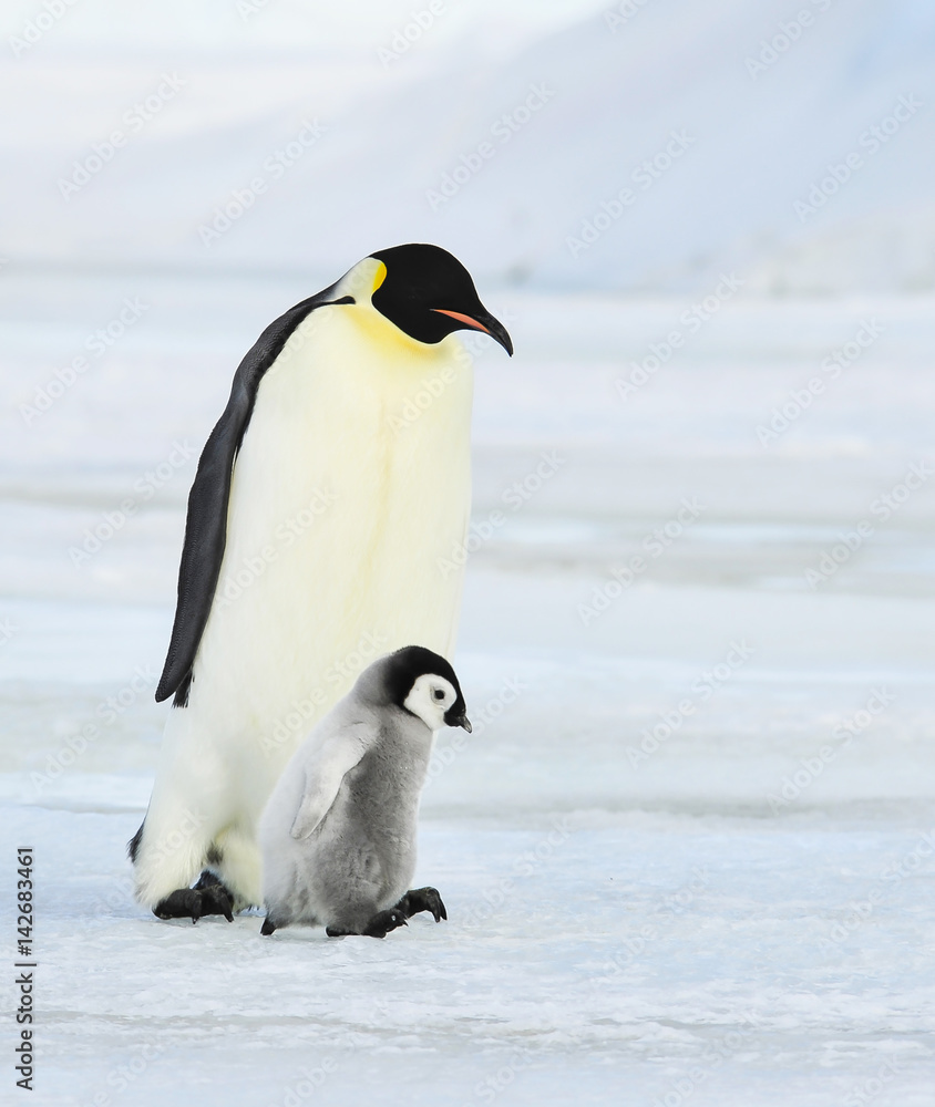 Obraz premium Emperor Penguins with chick