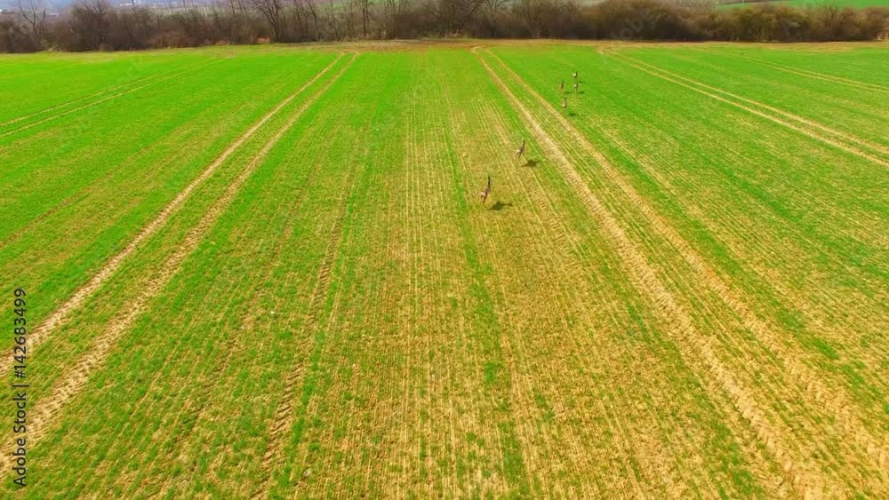 Aerial view to herd of Deer runing on green field. Camera flight over wild animals. Wildlife from above. Safari in Central Europe. 