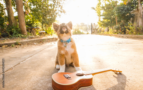 Puppy howling