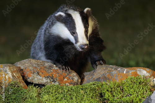 Badger 024
