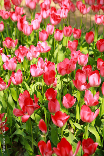 beautiful flowers at a park