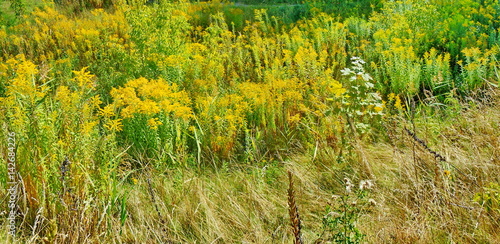 Blooming meadow photo