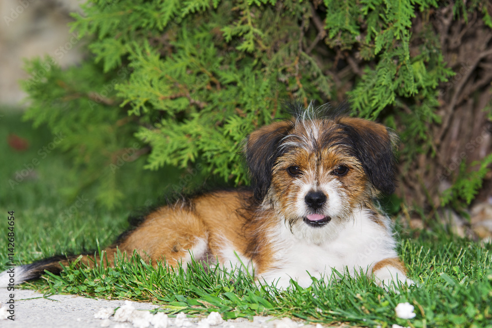 Cute little dog playing and posing for camera Cute little dog playing and posing for camera