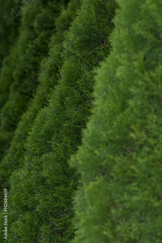 Garden fence made of fir trees © FotoGroupMedia