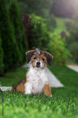 Cute little dog playing and posing for camera