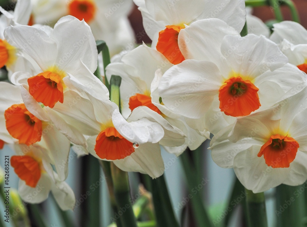 Fototapeta premium Narcissus 