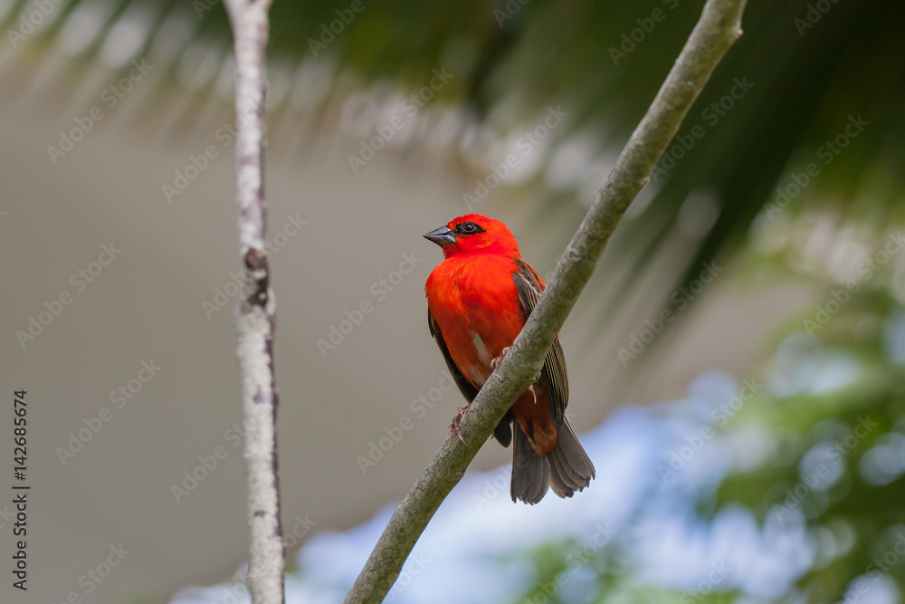 Bright red fody (Foudia madagascariensis) on the branch of the tree at the island La Digue, Seychelles Bright red fody (Foudia madagascariensis) on the branch of the tree at the island La Digue, Seychelles