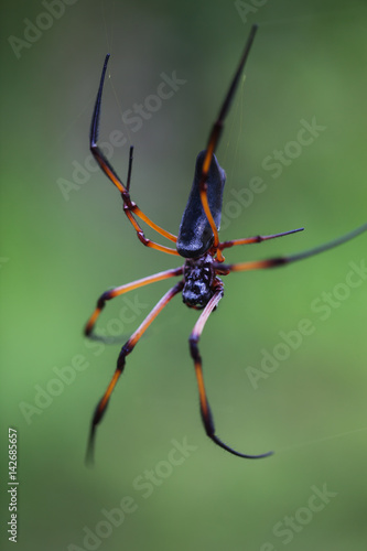 Red-legged golden orb-web spider (Nephila inaurata) hangs on web waiting for the prey, island La Digue, Seychelles