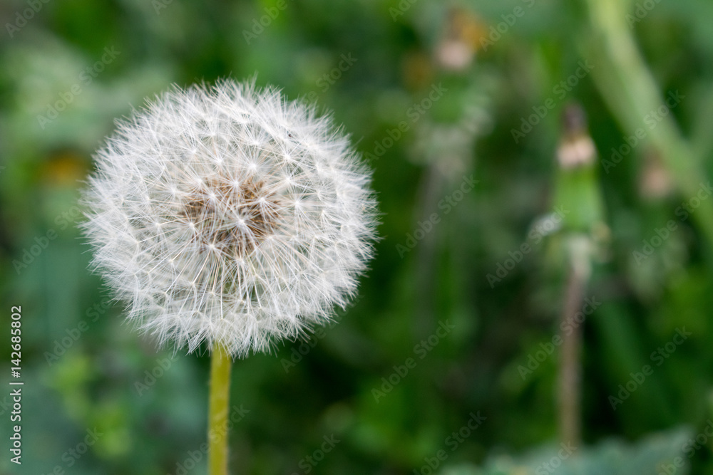 dandelion - taraxacum sect. ruderiala - close up