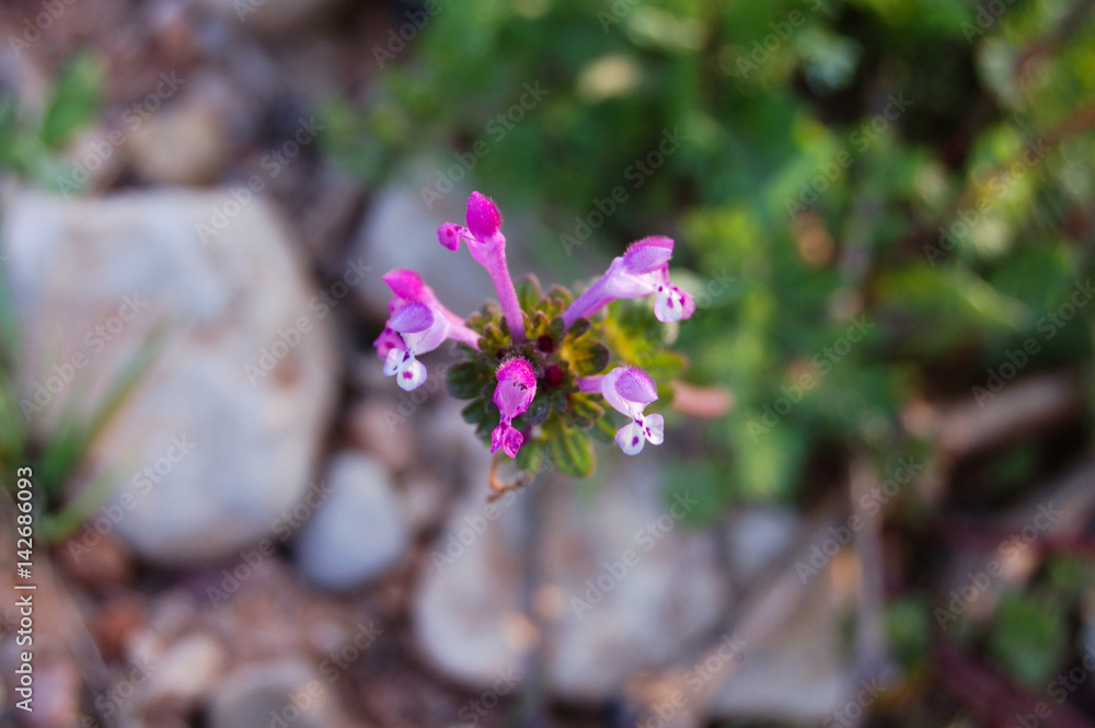 Rosa betonica Rosa betonica