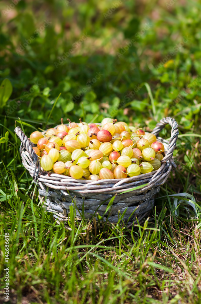 Goosberry in basket Goosberry in basket