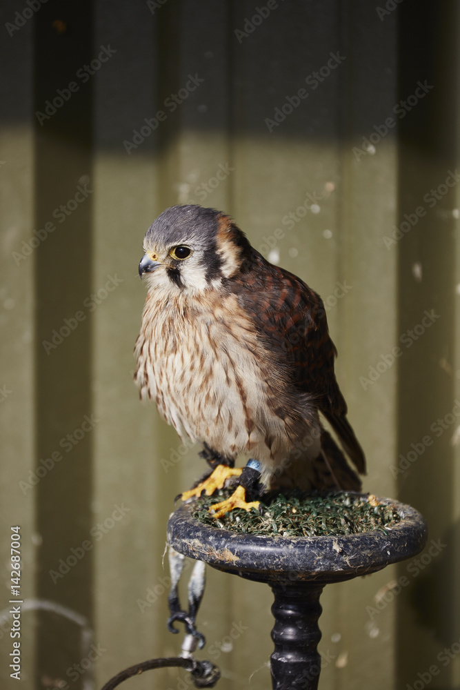 Naklejka premium American Kestrel