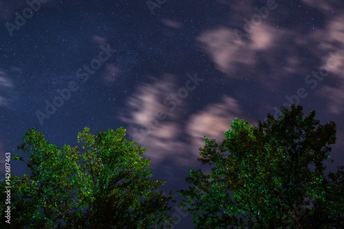 Silhouette of the forest in the night sky