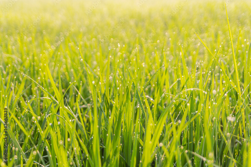 Green bokeh fields rice