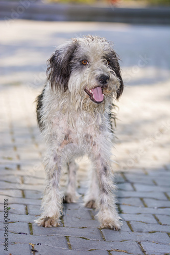 Beautiful dog posing for camera © FotoGroupMedia