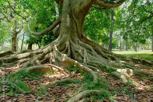 Royal Botanical Garden Peradeniya, Sri Lanka. The Botanical Garden Includes More Than 4000 Species Of Plants, Including Of Orchids, Spices, Medicinal Plants And Palm Trees © Saman Weeratunga