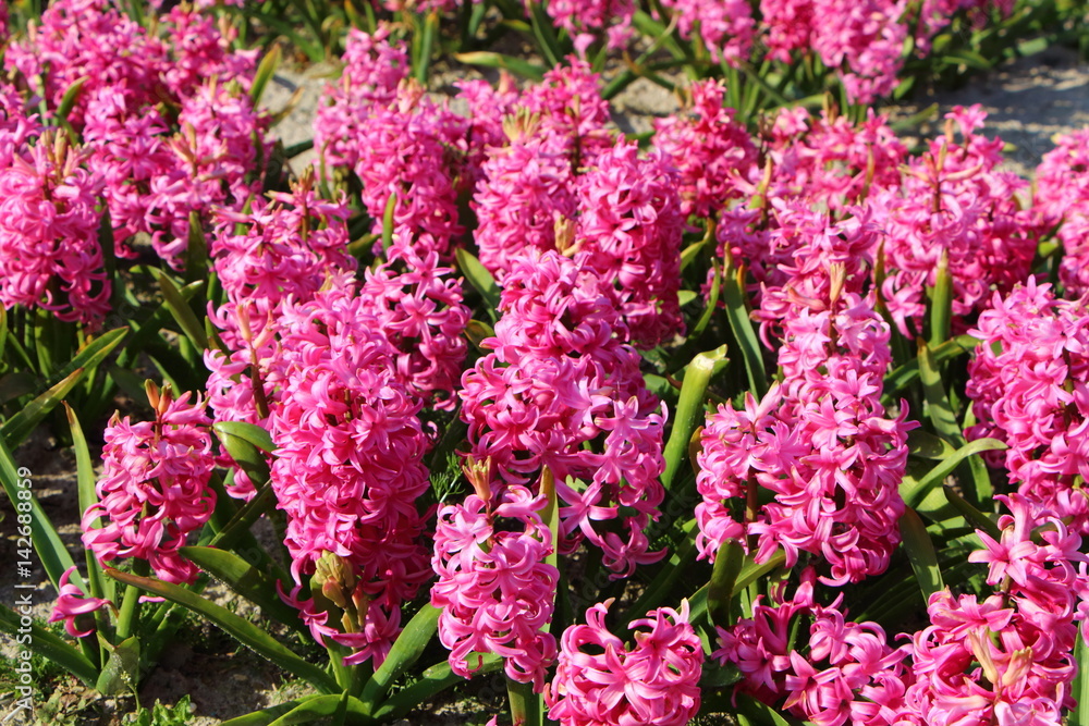 Obraz premium Jacinthes en fleur