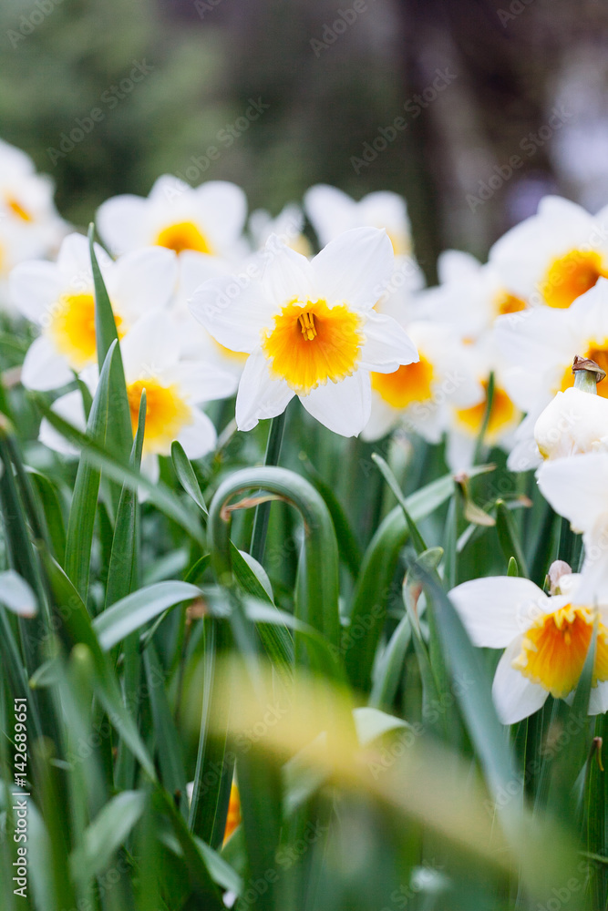 Lovely field with bright yellow and white daffodils (Narcissus). Lovely field with bright yellow and white daffodils (Narcissus).
