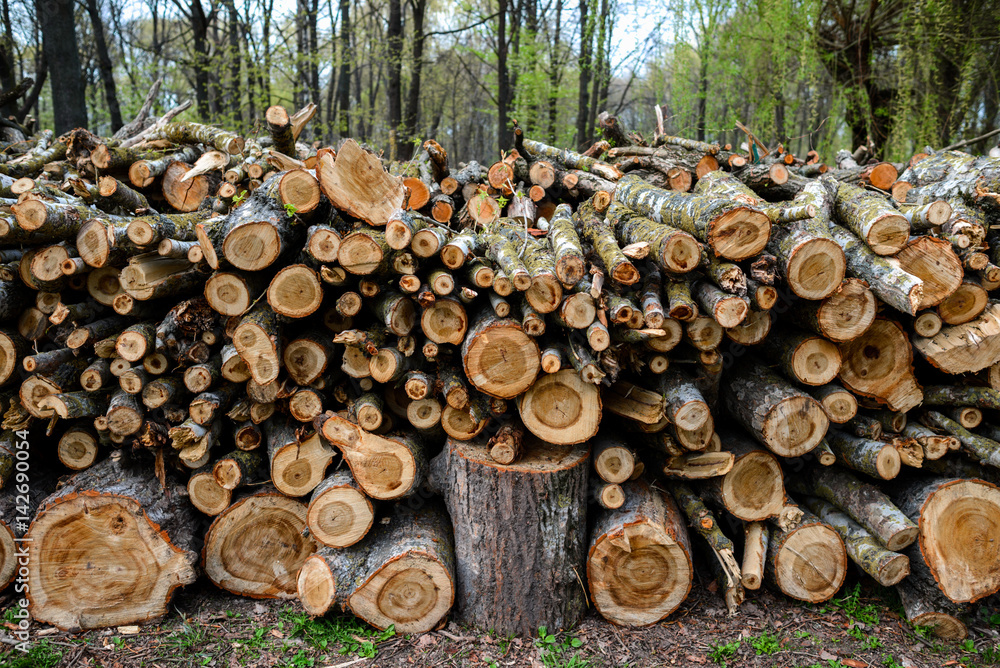 Stacked Wood Logs With Pine Trees Stacked Wood Logs With Pine Trees