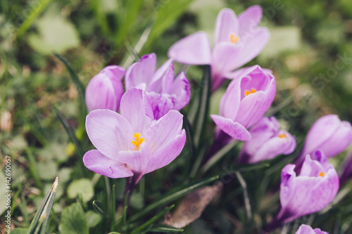 Group of Purple crocus (crocus sativus) with selective/soft focus and diffused background in spring,