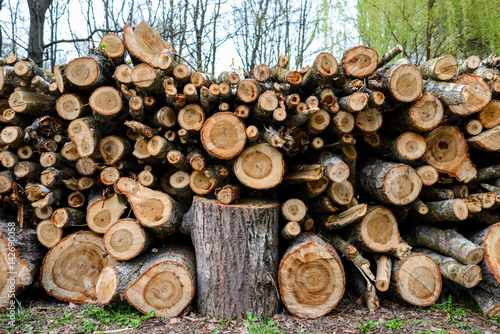 Stacked Wood Logs With Pine Trees