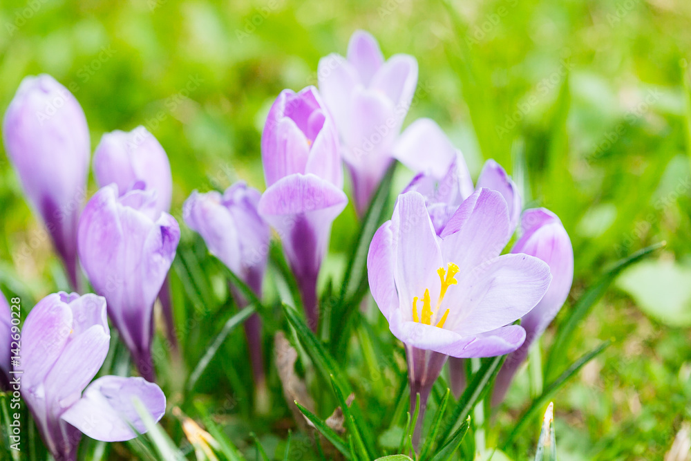 Group of Purple crocus (crocus sativus) with selective/soft focus and diffused background in spring, Group of Purple crocus (crocus sativus) with selective/soft focus and diffused background in spring,