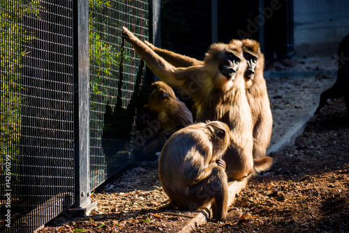 Monkeys at the zoo